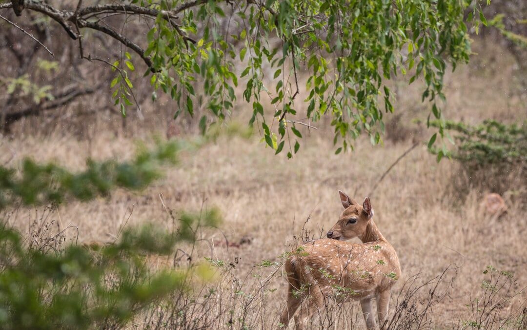 A young deer in the dry grass; the park is one of the last wild corners of Bali.