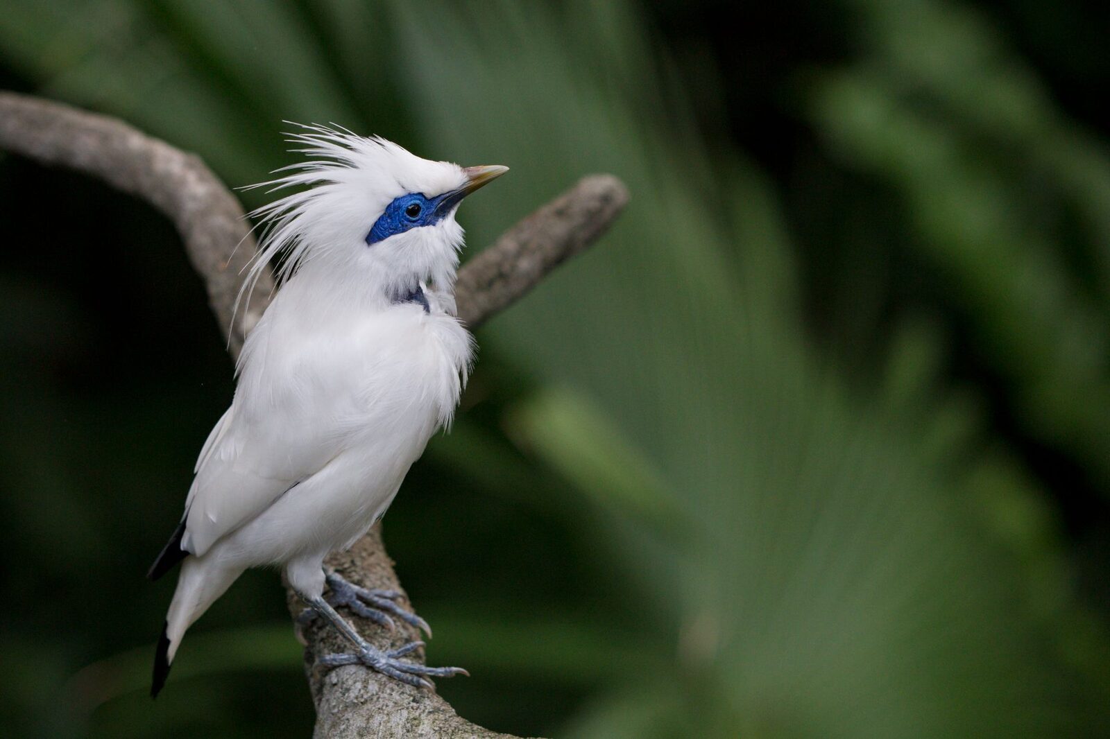 Crest raised, a Bali starling up in the canopy.