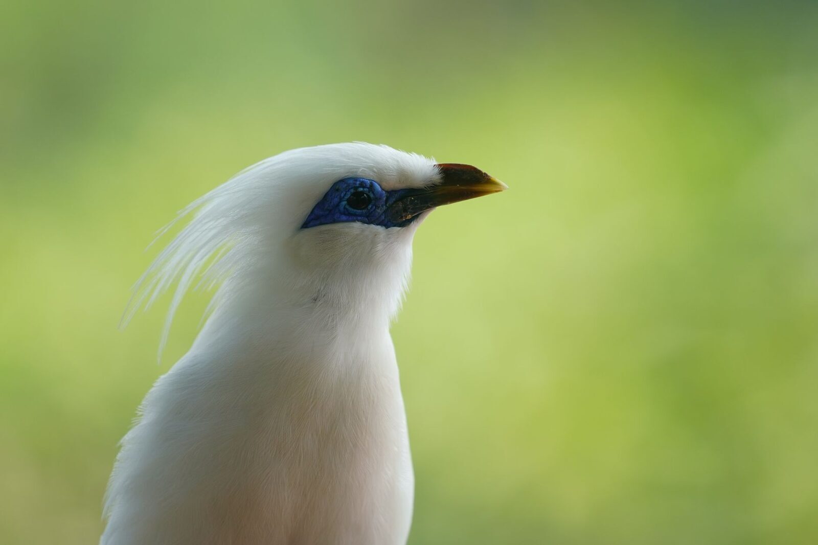 Portrait of a Bali starling — the wispy crest and blue eye-mask up close.