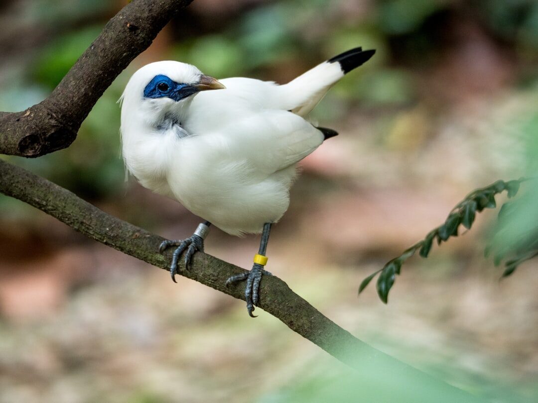 A Bali starling calling from a bare branch.