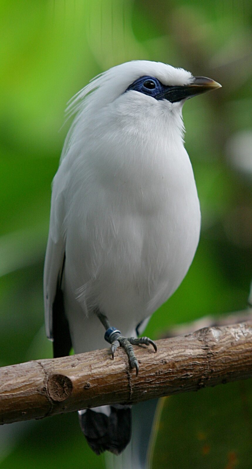 A Bali starling in profile, black wing-tips against the white.