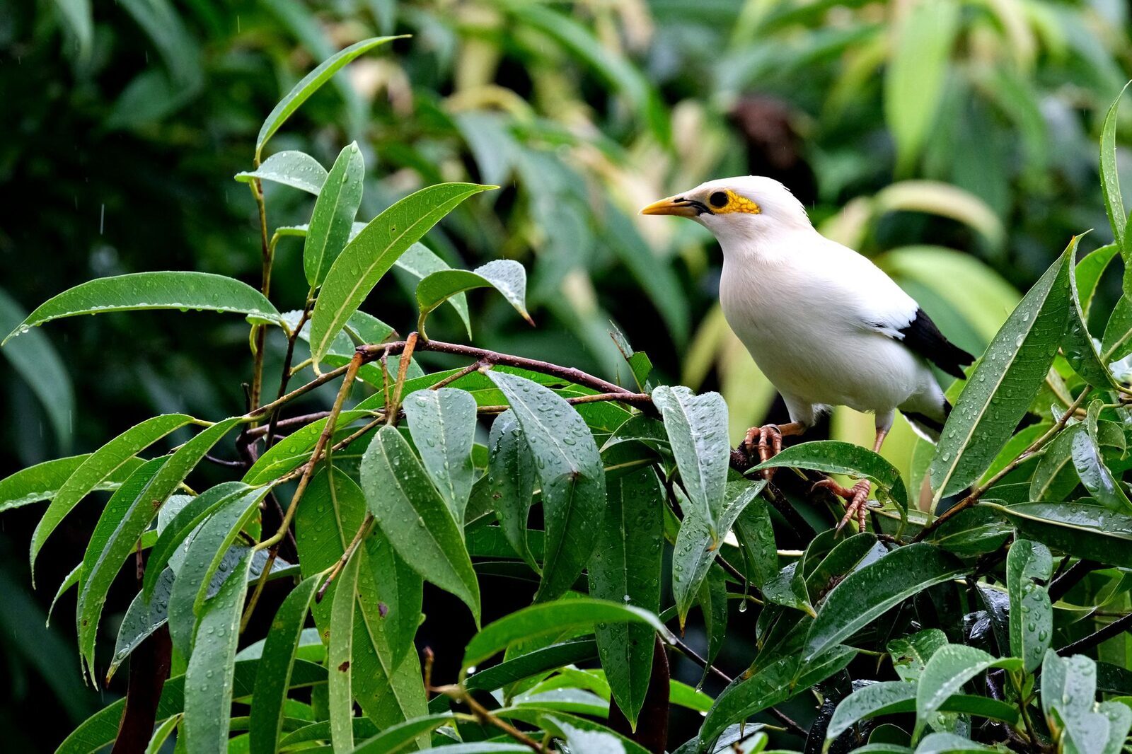 A Bali starling among wet green leaves.