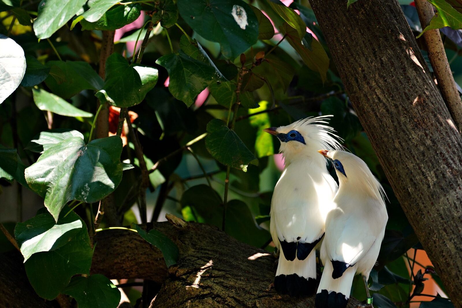 A pair of Bali starlings in the foliage.