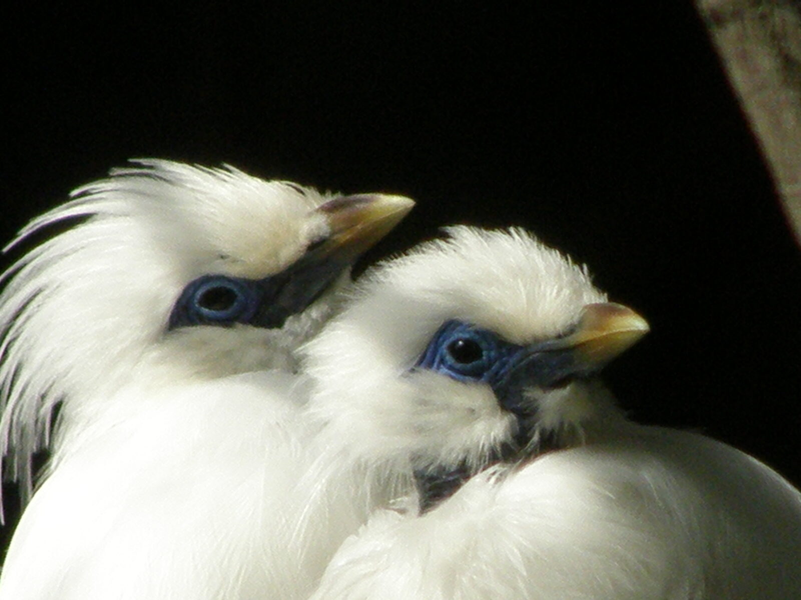Two Bali starlings close up, crests raised — most you see are captive-bred birds released here.