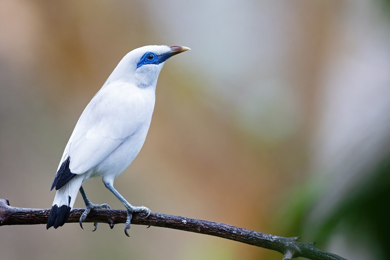 The Bali starling (Jalak Bali) — snow-white with a bare blue eye-mask and black wing-tips, Bali's only endemic bird.