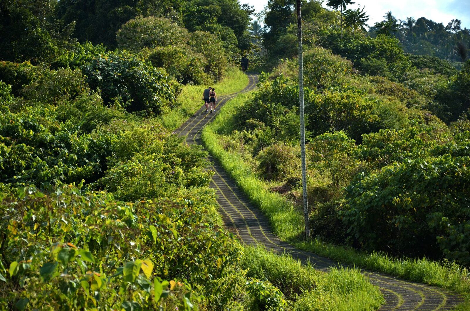 A quiet trail winding through green hills; dawn is the time for birds.