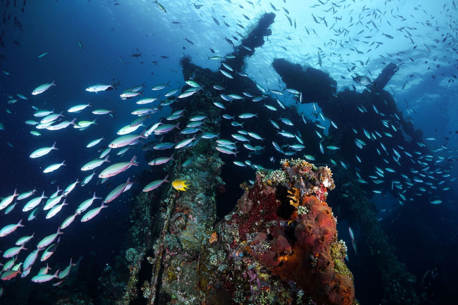Schooling fish massing over a wreck on the reef.
