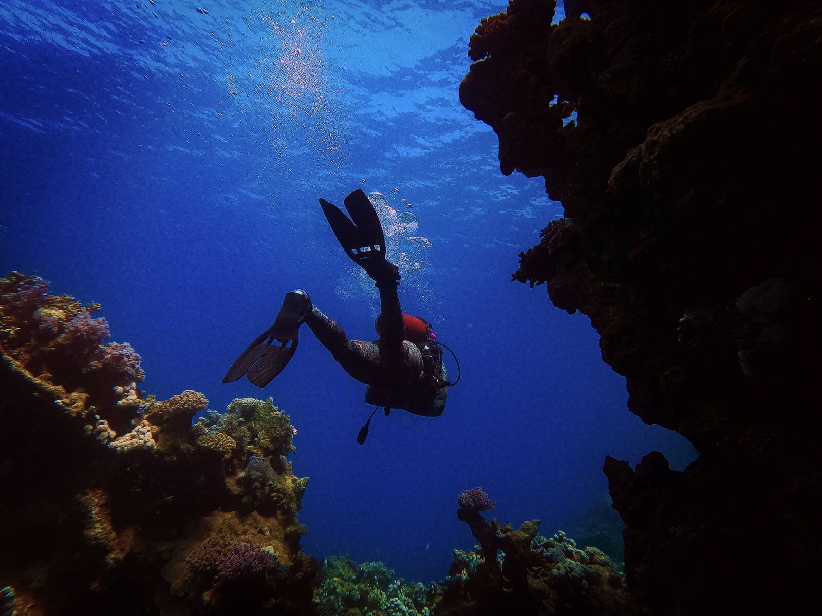 A diver dropping down a coral wall into deep blue — the kind of wall diving Menjangan is known for.