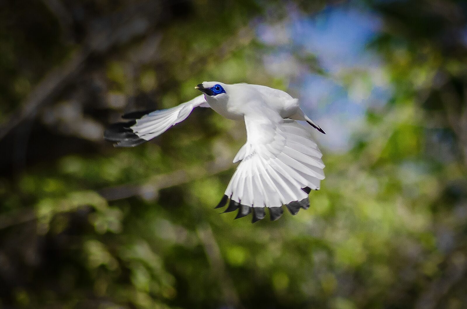 A Bali starling in flight, black wing-tips flashing.