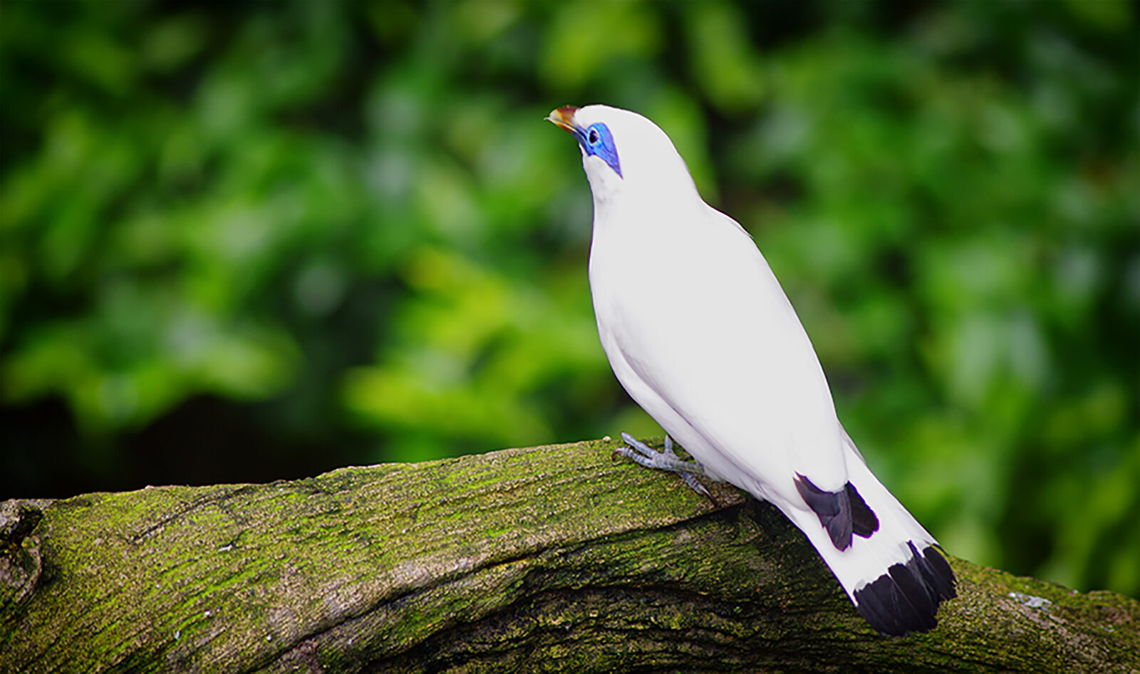 The blue bare skin around the eye that marks the Jalak Bali.