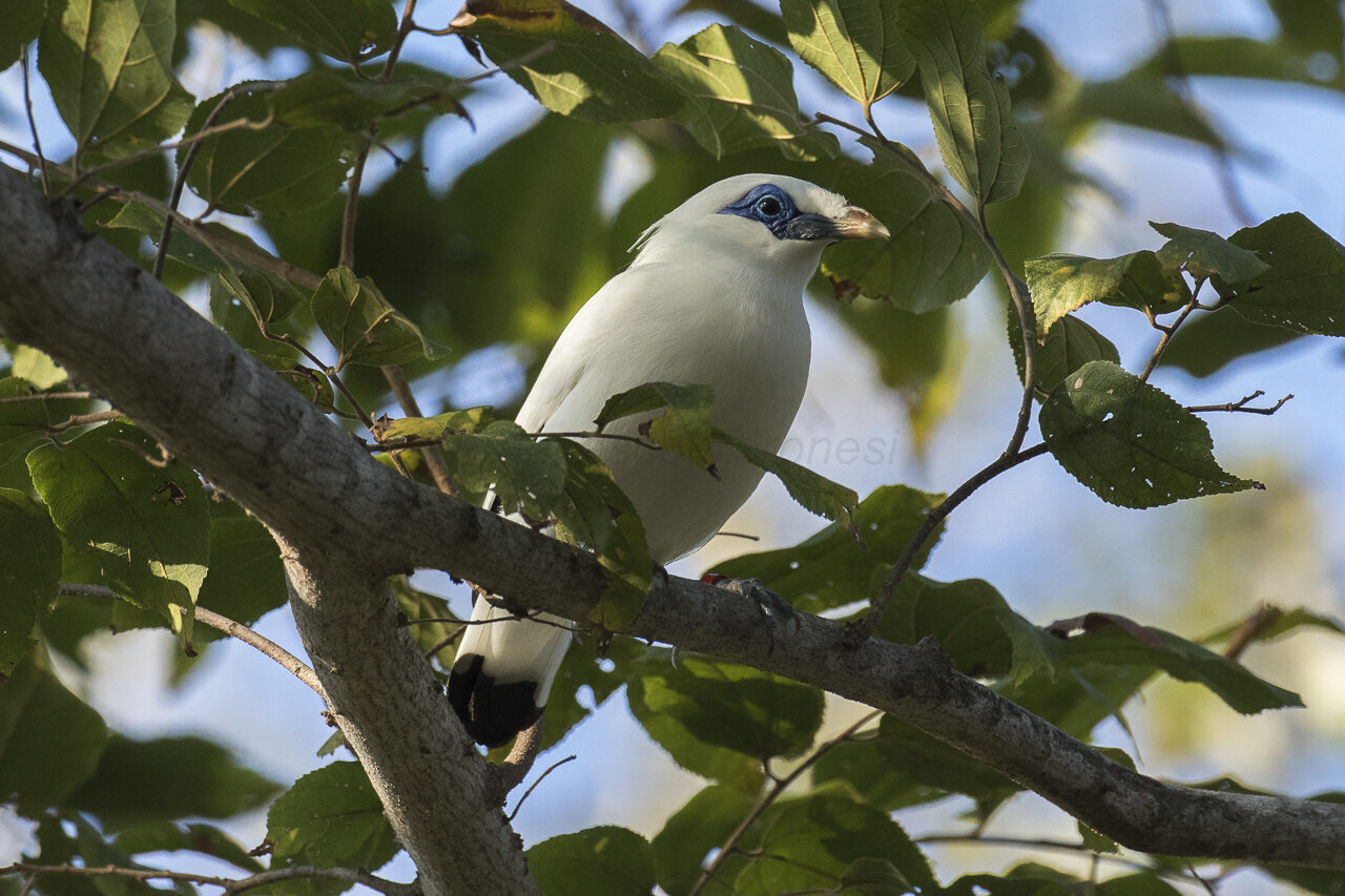 The Bali starling (Jalak Bali) — snow-white with a blue eye-mask, critically endangered and found wild only here. The bird the national park exists to protect.