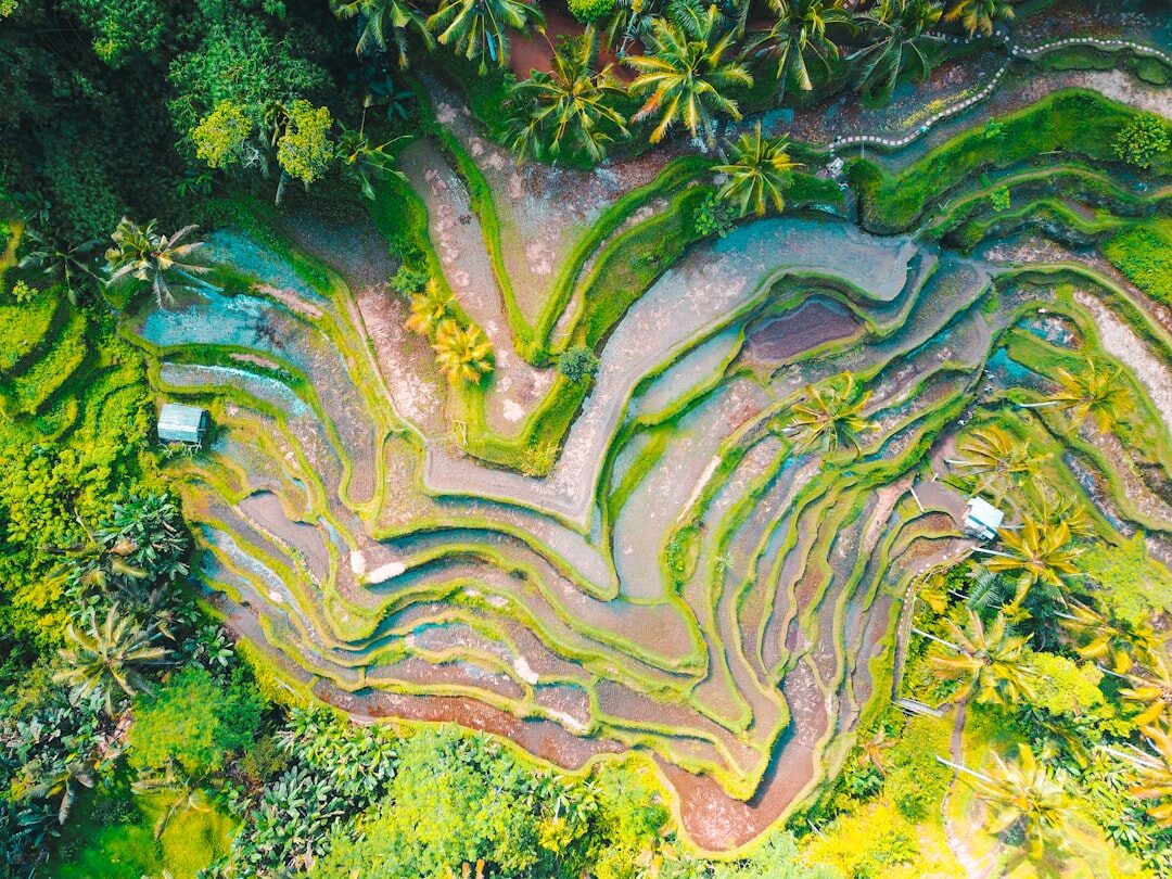 Carved rice terraces from above, the paddies picked out in bands of green.
