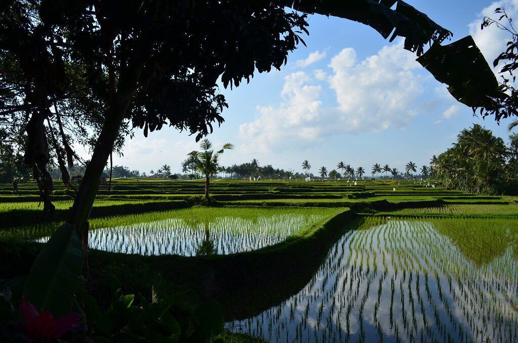 Palms reflected in a still flooded field — the quiet Ubud that starts where the pavement ends.