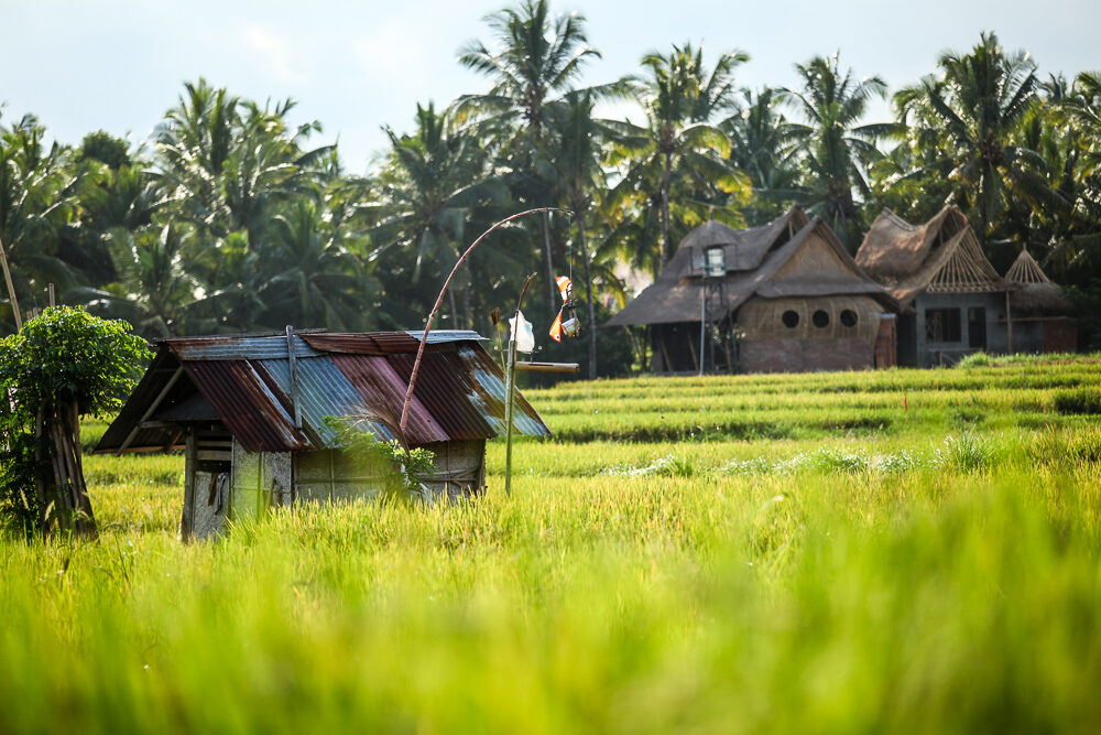 A farmer's hut among the paddies — base a little outside the busy centre and this is the everyday view.