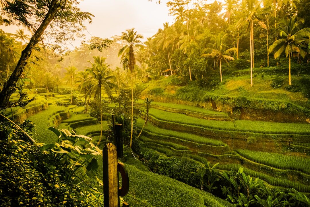 Rice terraces catching low golden light near Ubud — the green, cool interior that feels like a different island from the coast.